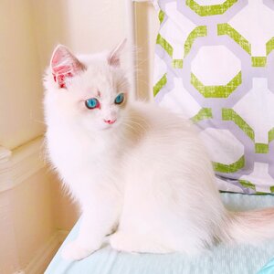 Animal blue eyes white fur
