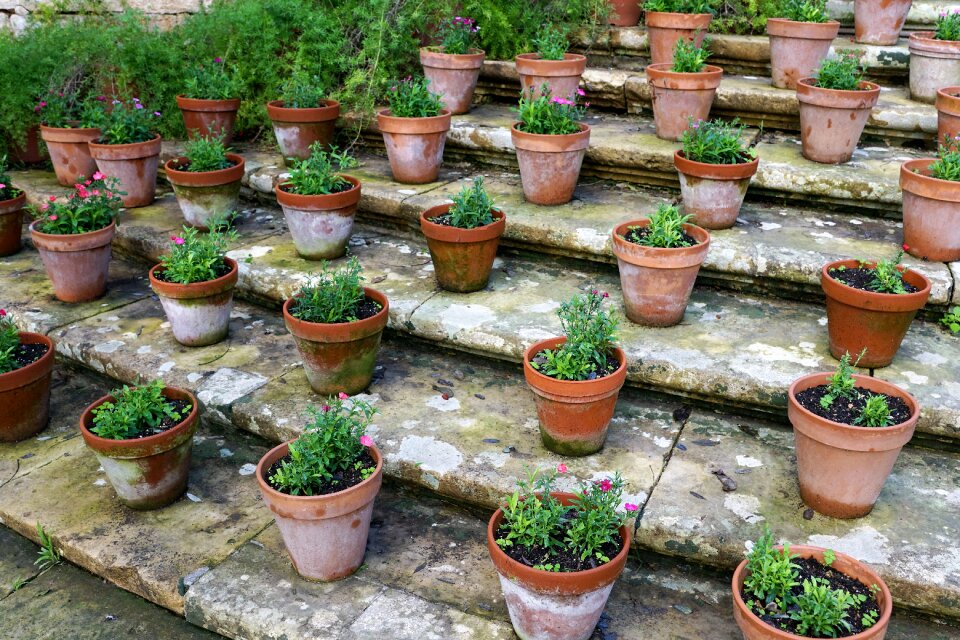 Garden nature plant