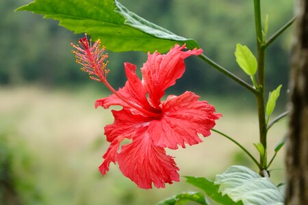 Hibiscus fuso china roses photo