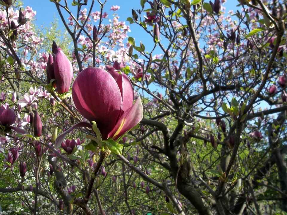Spring magnolia flowers