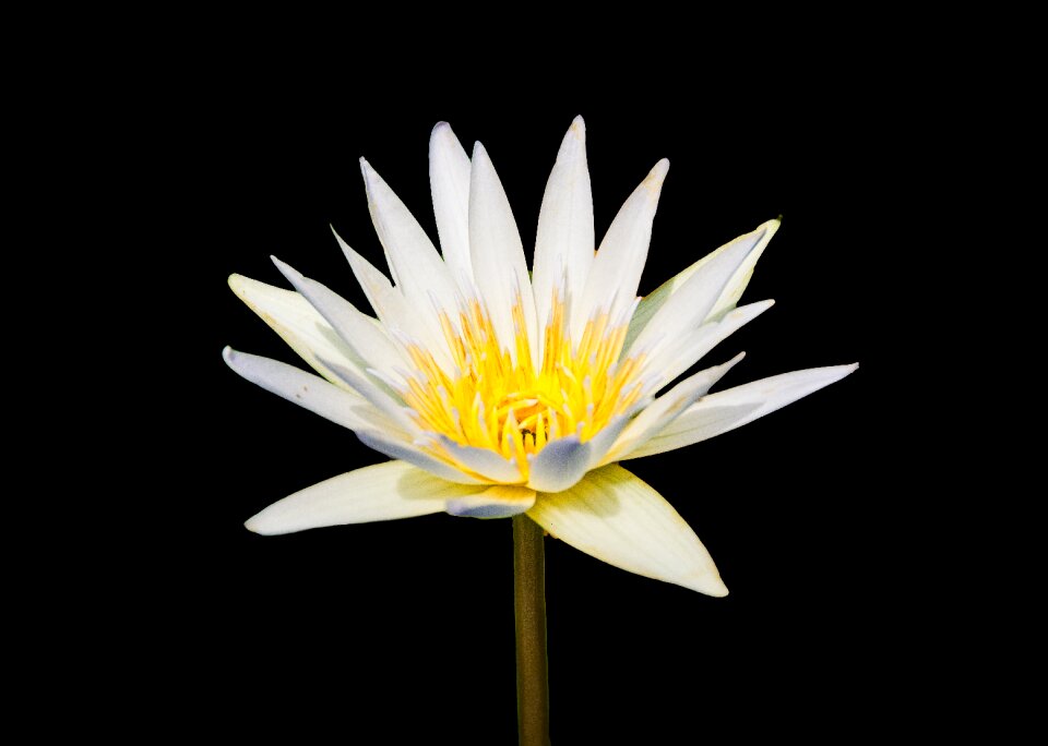 Plant blossom bloom