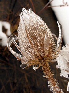 Wintry frost ice photo