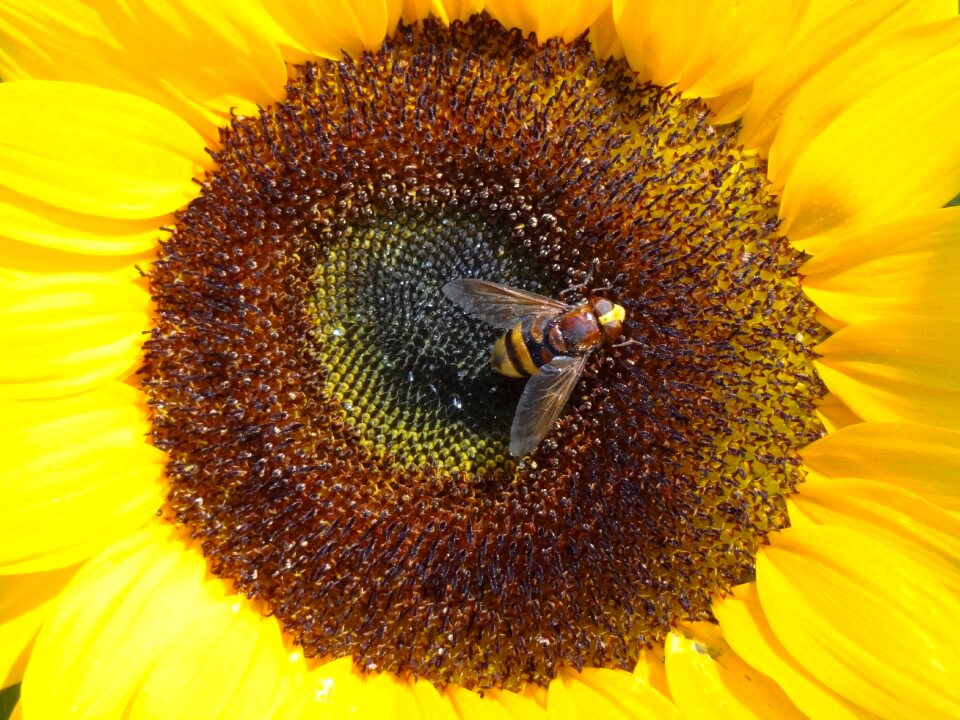 Sunflower nature summer
