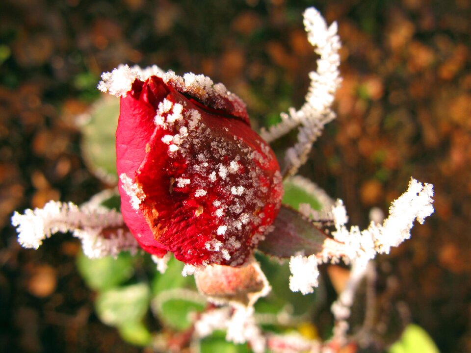 Ice transient transience