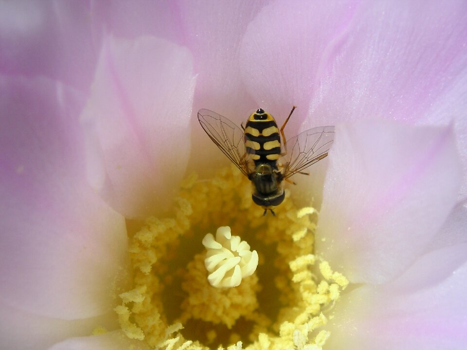 Pollen macro insects