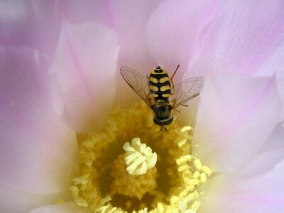 Pollen macro insects