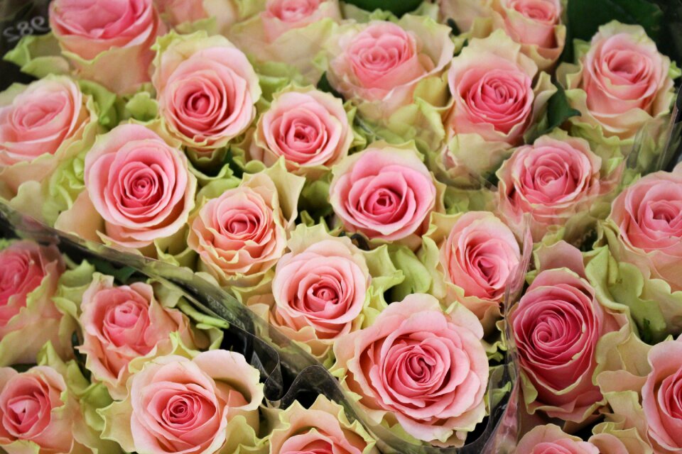 Flower plant bouquet