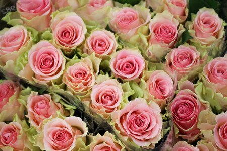 Flower plant bouquet
