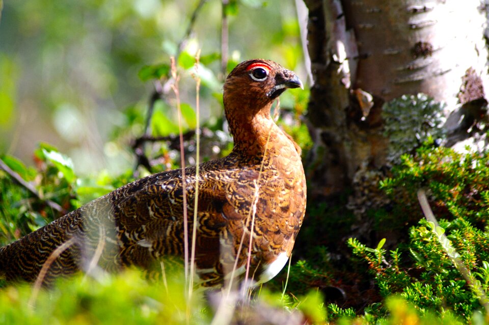 Snow grouse summer summer springs