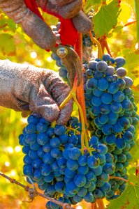 Vines cluster black grape