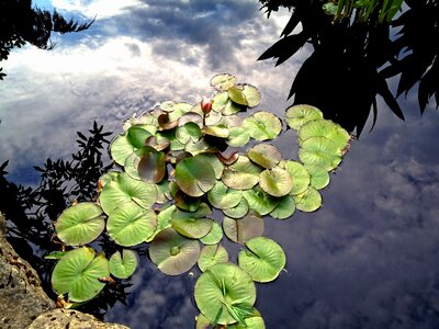 Peaceful lotus outdoor