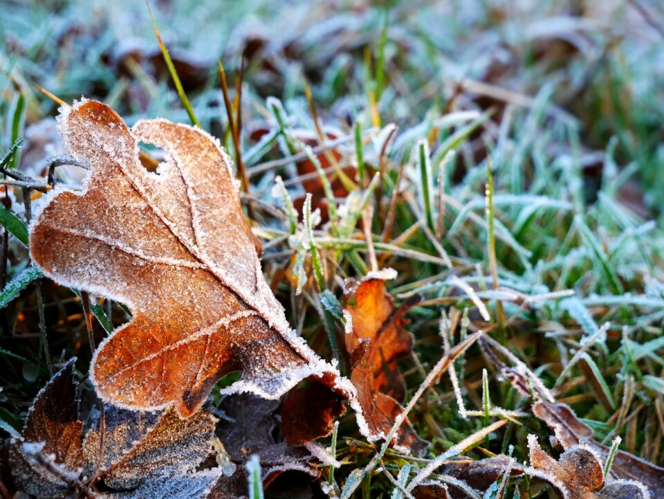 On the ground plant cold