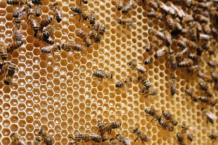 Insects collects nectar honeycomb