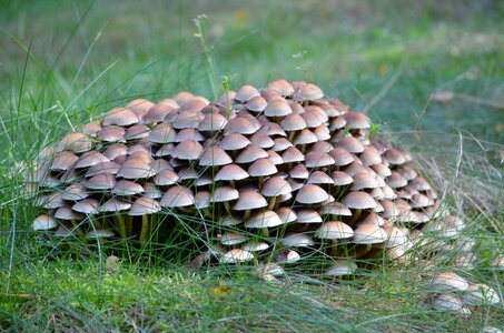 Mushrooms forest litter