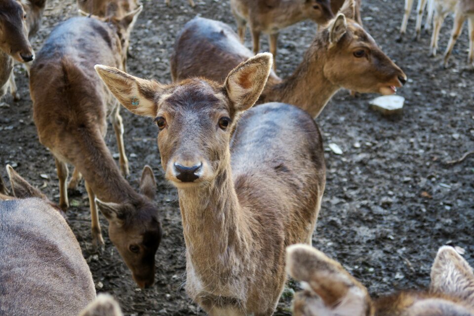 Red deer scheu young animal