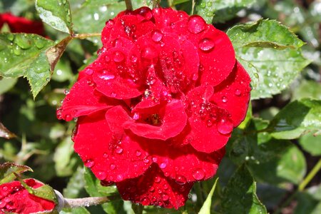 Rose drop of water close up photo