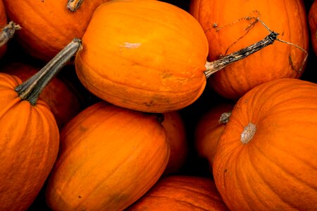 Halloween autumn pumpkin photo