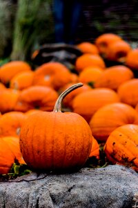 Halloween autumn pumpkin photo