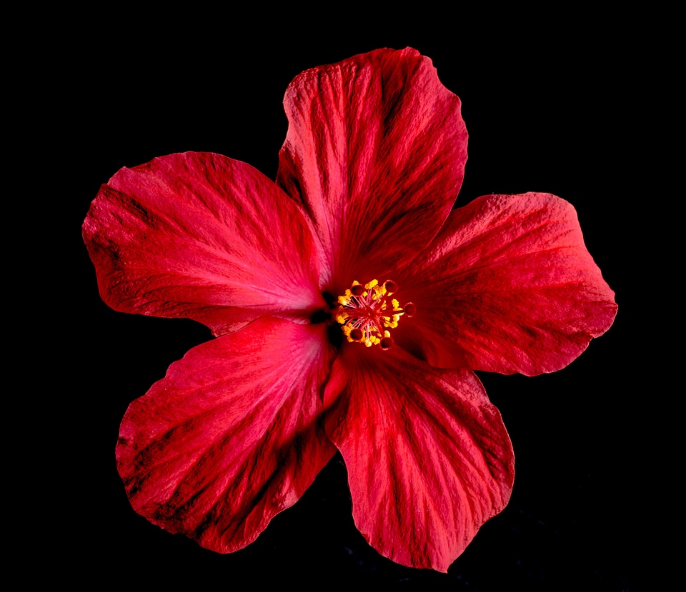 Flower red marshmallow
