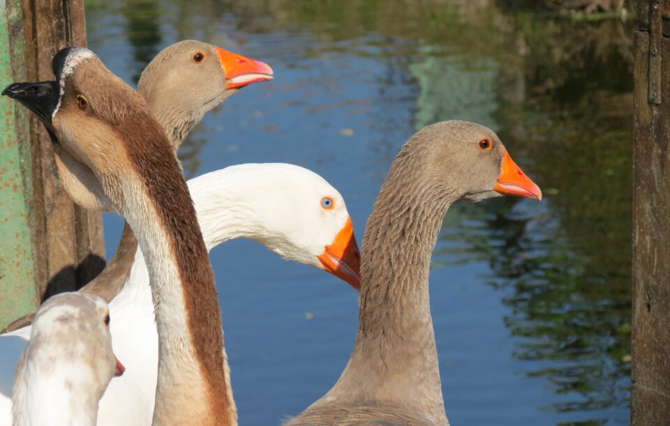 Bill domestic goose nature