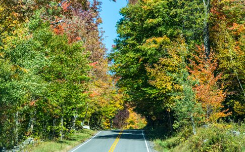 Foliage fall autumn photo