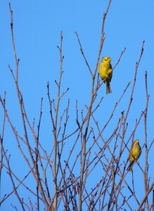 Nature animal winter photo