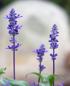 Sage aromatic plants nigerian shrubs