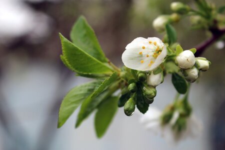 Wet spring season