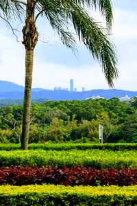 Taiwan garden beete