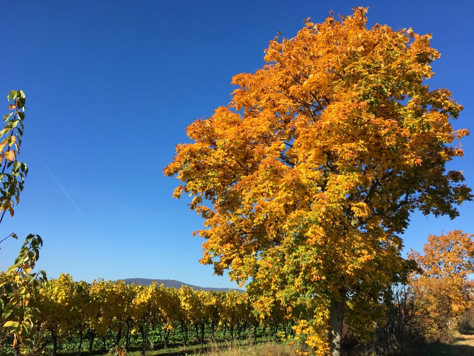 Deciduous tree bright golden october