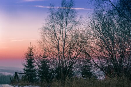 Evening sky tree photo