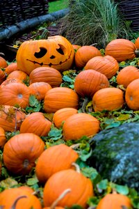 Halloween autumn pumpkin