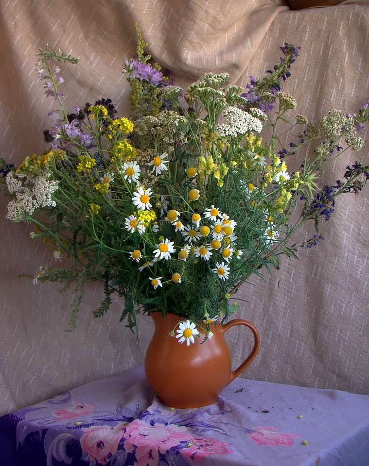 Art direction flowers chamomile