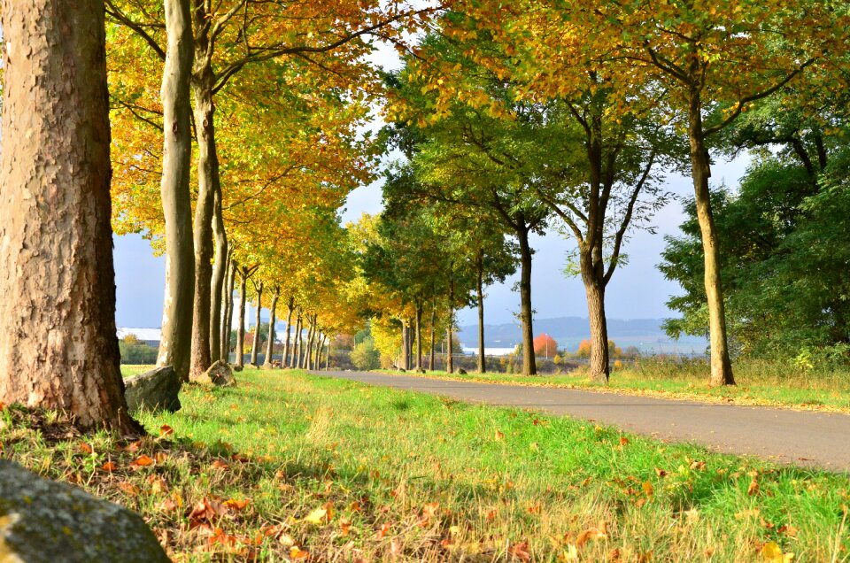 Living nature yellow autumn nature