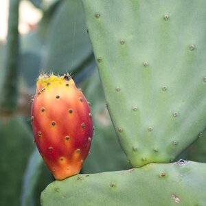 Prickly spur plant