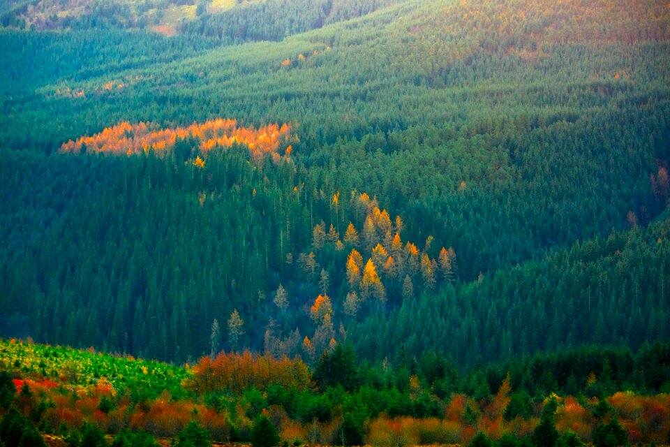 Outdoors forest trees