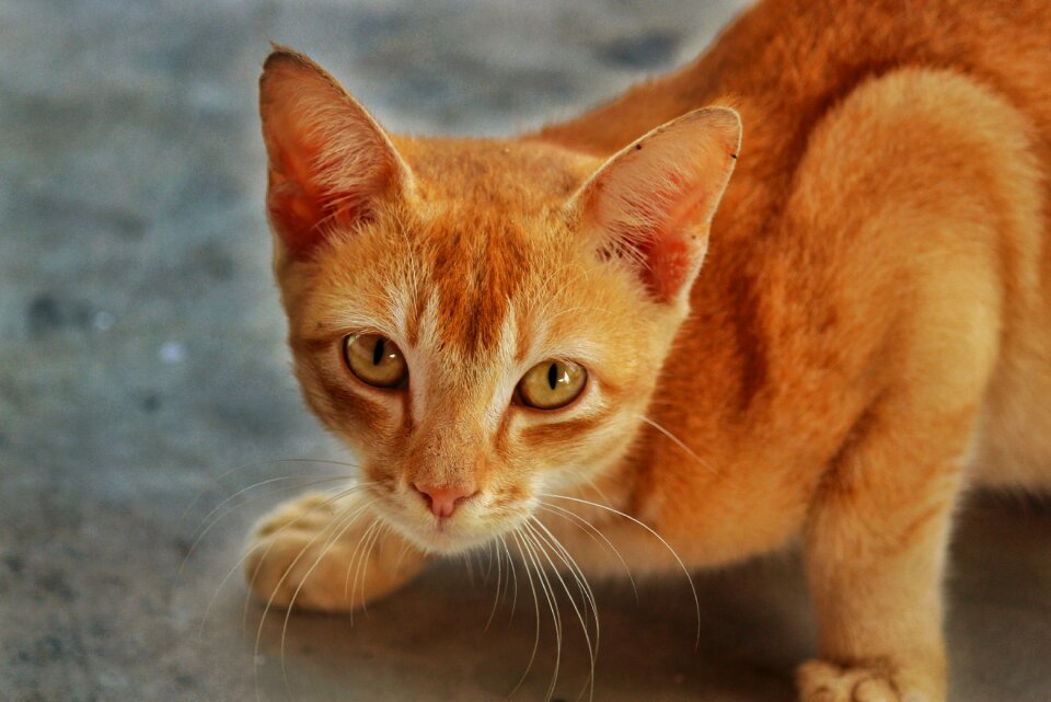 Animal pet kitten
