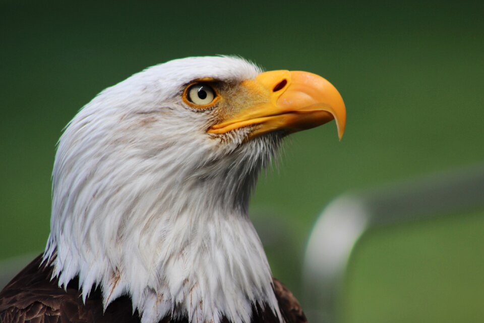 Animal bird falconry