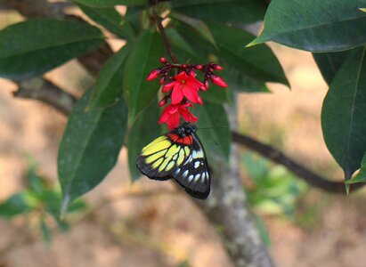 Butterfly animal plant