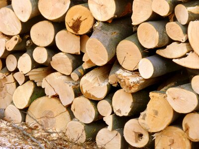 Forest winter logging