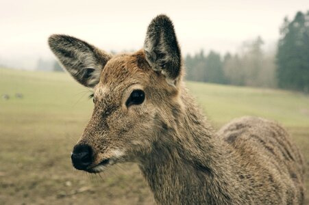Wildlife park antler animals