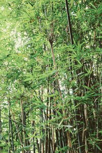 Plant nature forest
