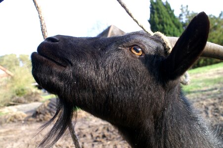 Animal farm domestic goat photo