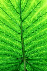 Large plant green leaf