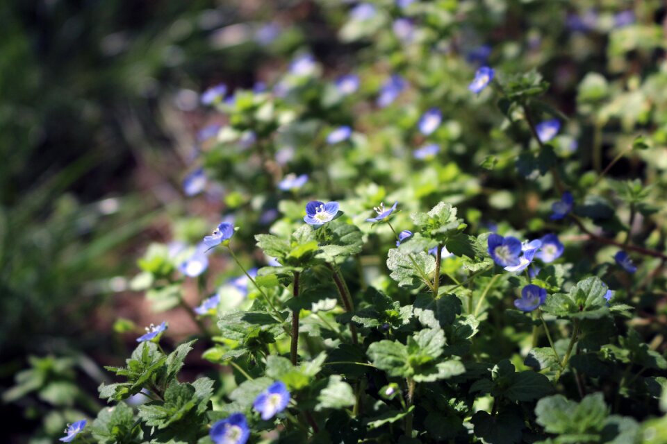 Wild flowers little blue