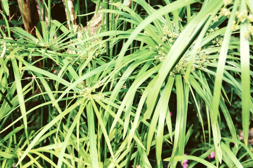 Chinese swamp grass china