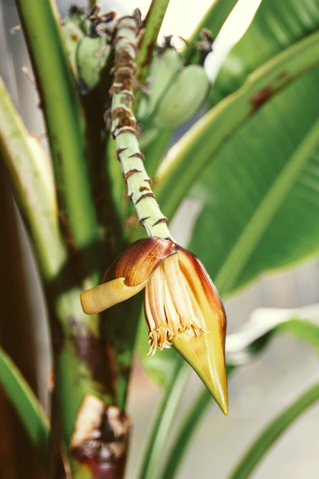 Shrub banana tree inflorescences