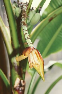 Shrub banana tree inflorescences