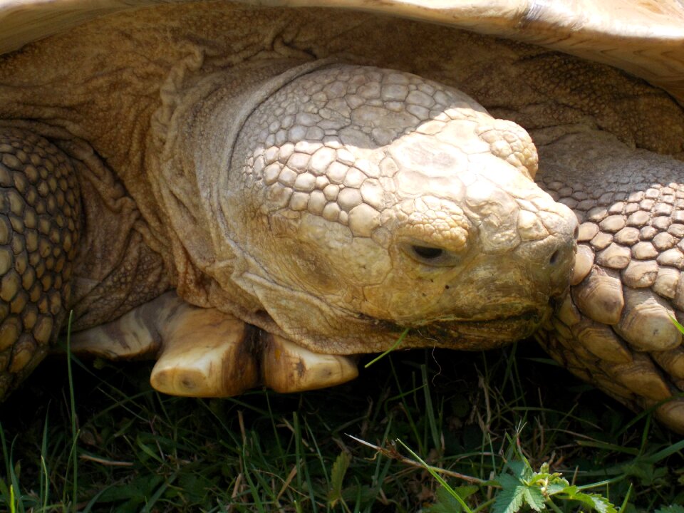 Turtle zoo frightening