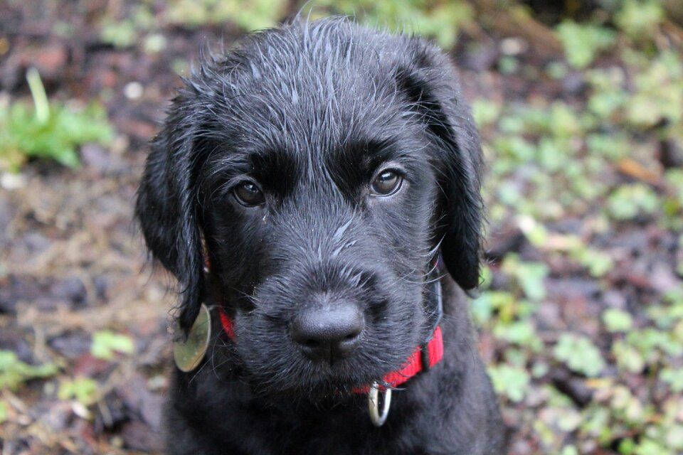 Dog breed companion